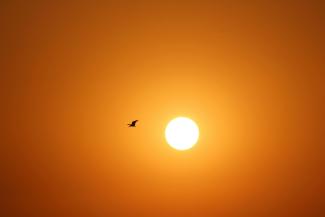 airplane flying during golden hour by Manish Upadhyay courtesy of Unsplash.